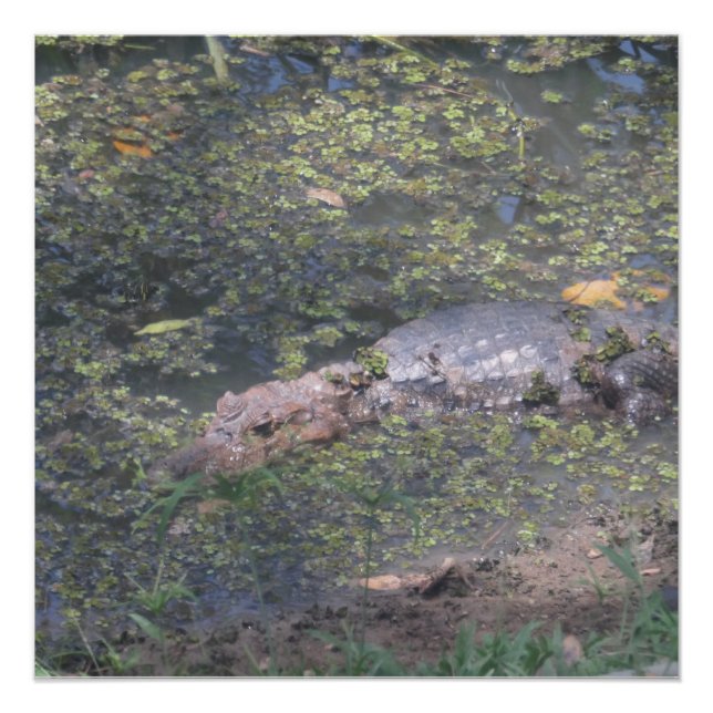 Pôster Crocodilo Bebê na América do Sul (Frente)