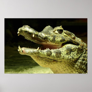 Poster Crocodilo, Crocodile/