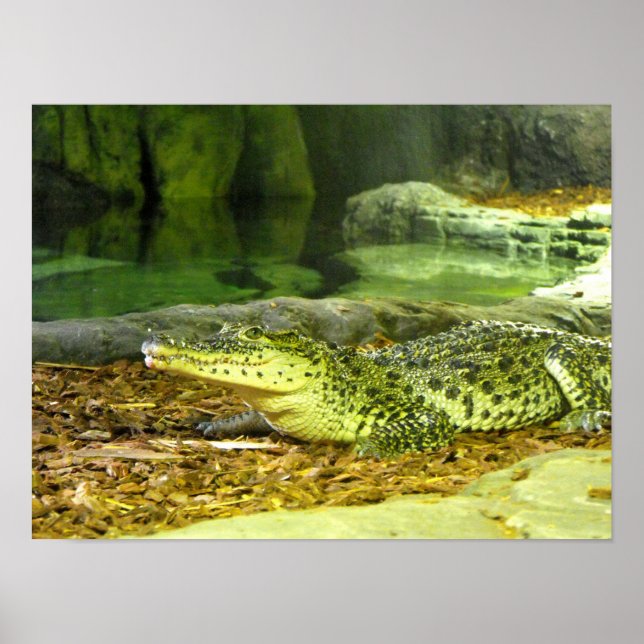 Pôster Crocodilo cubano (Frente)