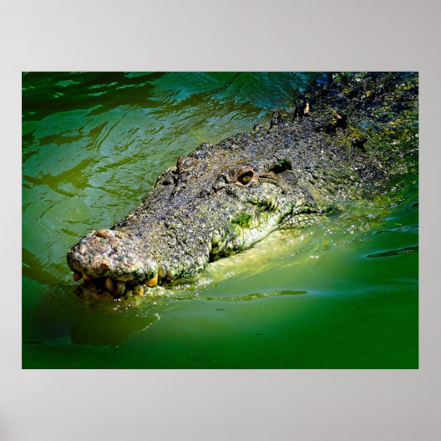 Poster Crocodilo de Água Salgada do Território norte (Frente)