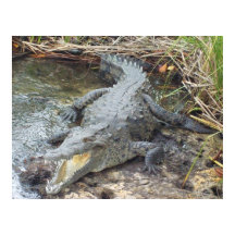 Crocodilo de Água Salgada jamaicano