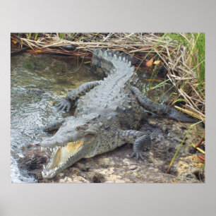 Poster Crocodilo de Água Salgada jamaicano