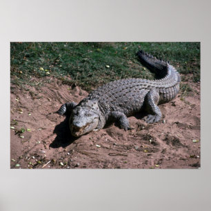 Pôster Crocodilo de Nile