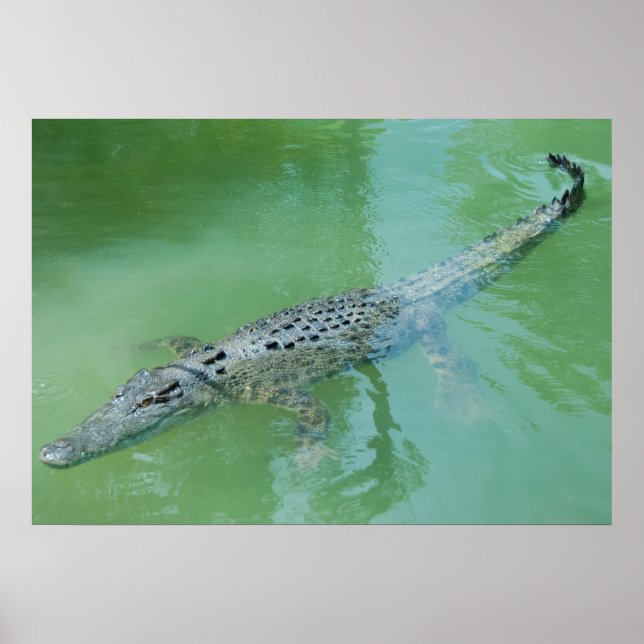 Poster Crocodilo de Saltwater na Austrália (Frente)