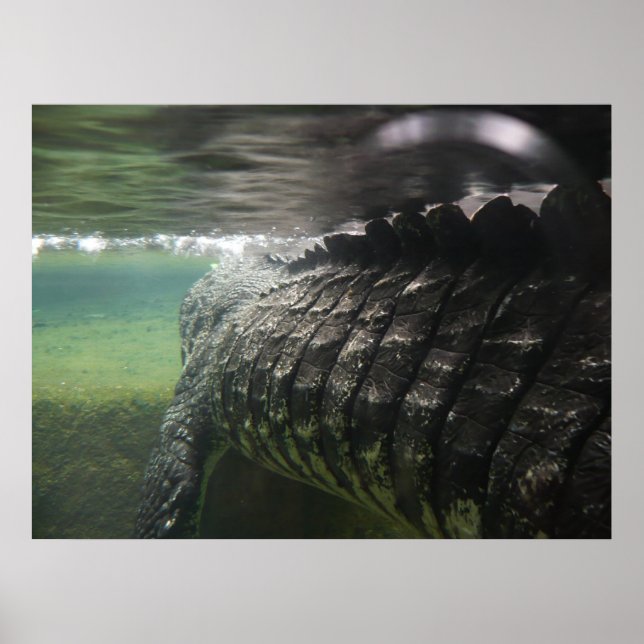 Poster Crocodilo Grande (Frente)
