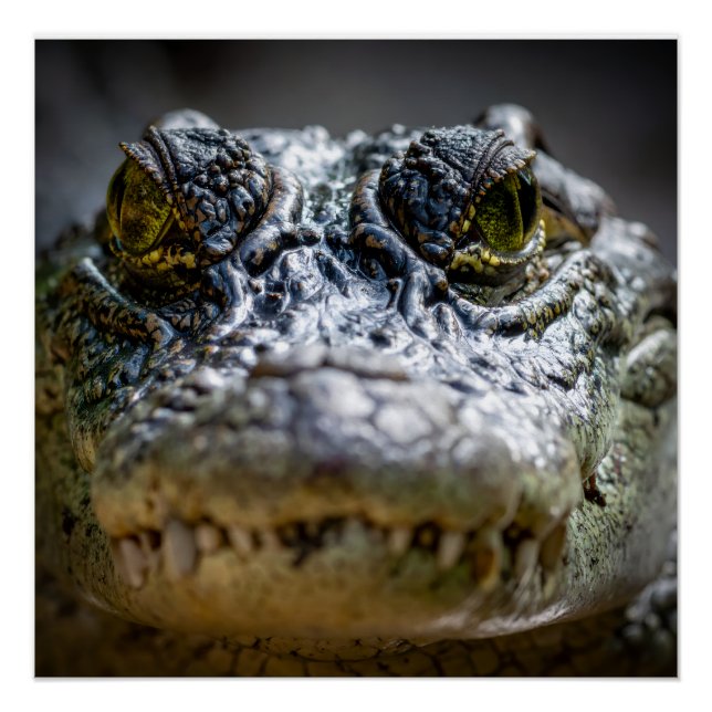 Pôster crocodilo na água (Frente)