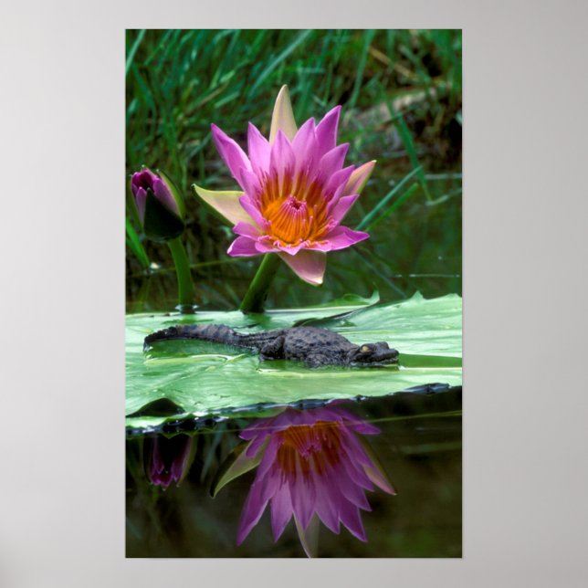 Poster Crocodilo Nilo (Crocodylus Niloticus) (Frente)