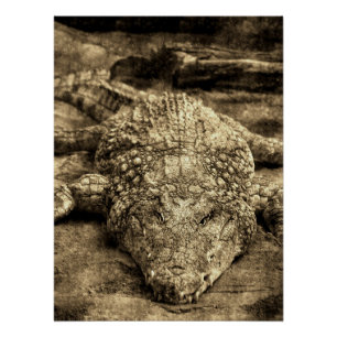 Pôster Crocodilo Vintage