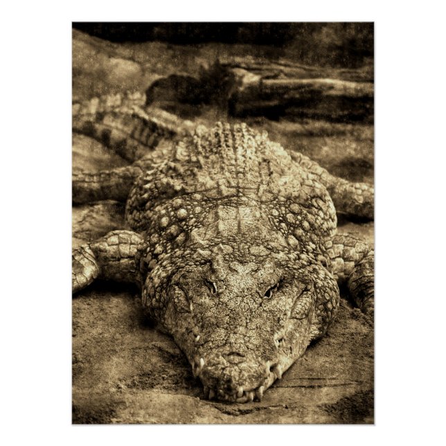 Pôster Crocodilo Vintage (Frente)