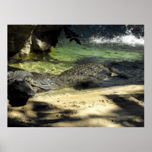 Pôster Crocodilos