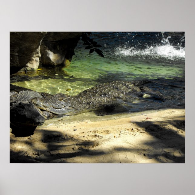 Pôster Crocodilos (Frente)