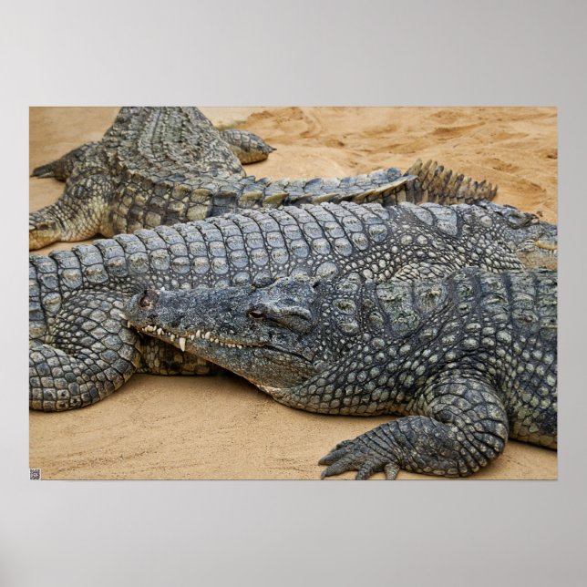 Poster Crocodilos (Frente)