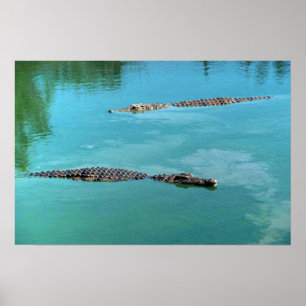 Poster Crocodilos Nilo