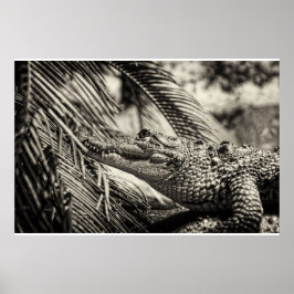 Pôster Crocodylus Moreletii