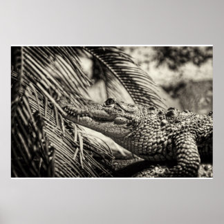 Pôster Crocodylus Moreletii