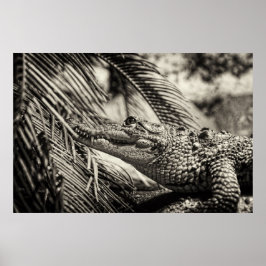 Pôster Crocodylus Moreletii