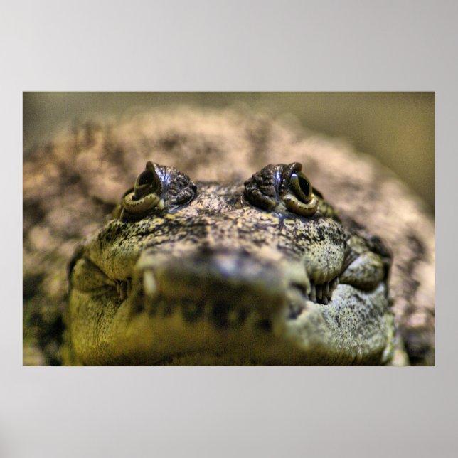 Pôster Crocodylus Moreletii Close up (Frente)
