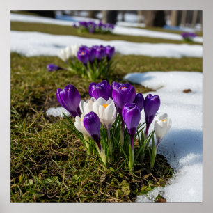 Poster Crocos na Primavera precoce
