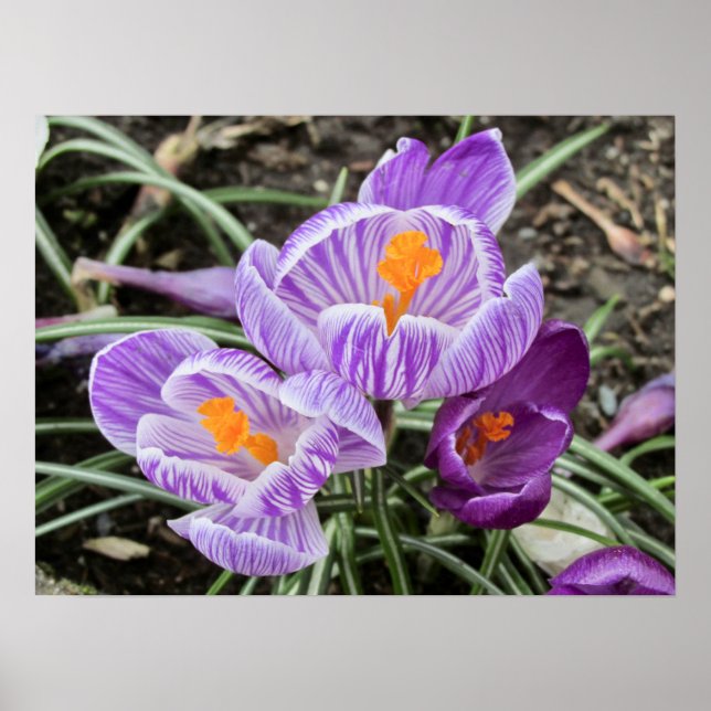 Poster Crocos Primavera roxos. (Frente)