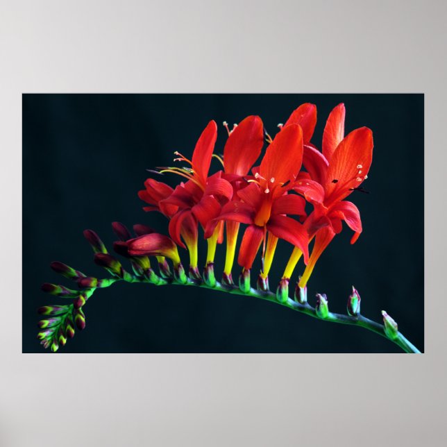 Poster Crocosomia Lucifer Montbretia Floral (Frente)