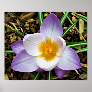 Poster Crocus,
