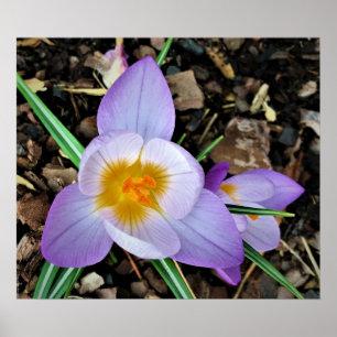 Poster Crocus