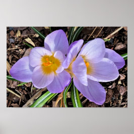 Poster Crocus,