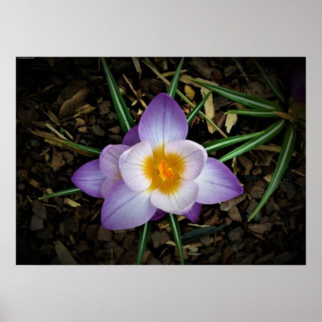 Poster Crocus, (Frente)