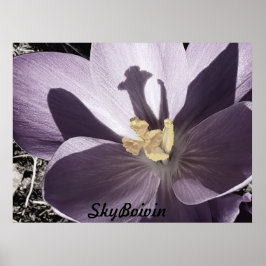 Poster Crocus adormecido