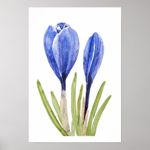 Poster crocus buds azul pintura aquosa