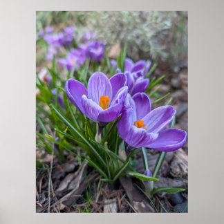 Poster Crocus Roxo