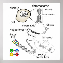 Poster Cromossoma