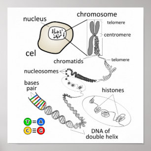 Poster Cromossoma