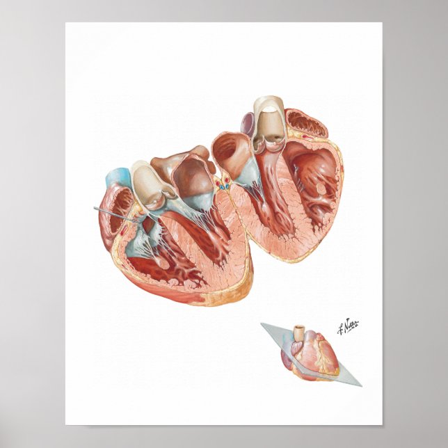 Pôster Cross-Section of Heart por Frank H. Netter, MD (Frente)