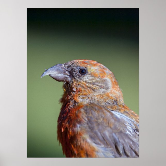 Poster Crossbill (Frente)