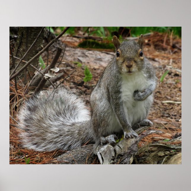 Poster Crouching Squirrel (Frente)