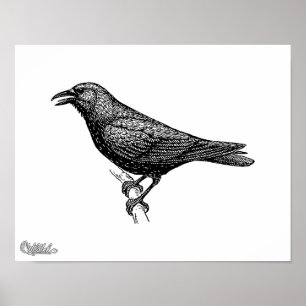 Pôster Crow Bird Art