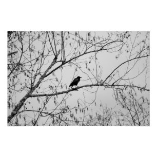 Pôster Crow em uma Árvore de Birch