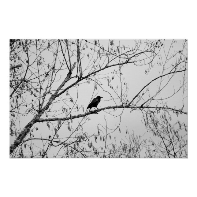 Pôster Crow em uma Árvore de Birch (Frente)
