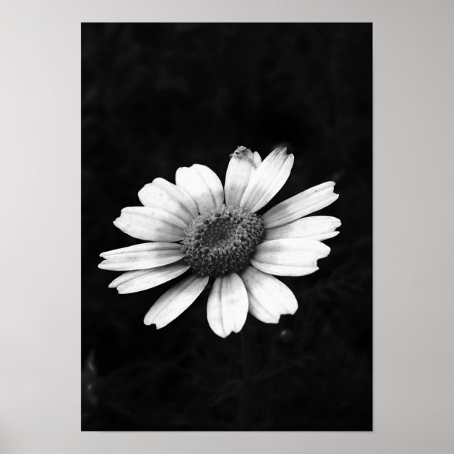 Poster Crown Daisy (Frente)