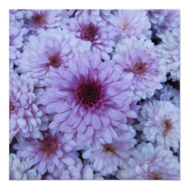 Pôster Croysanthemum Purple White (Frente)