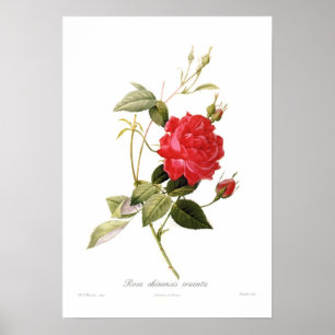 Pôster Cruenta chinensis de Rosa