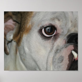 Poster Cruz de Bulldog Incrível
