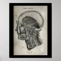 Cruzamento do crânio humano Nervos Anatomia Impres