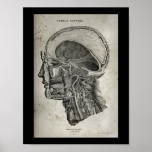 Poster Cruzamento do crânio humano Nervos Anatomia Impres