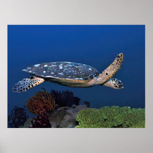 Poster Cruzando Hawksbill