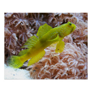 Pôster Cryptocentrus cinctus