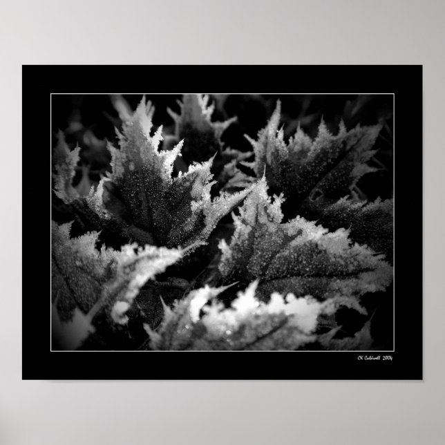 Pôster Crystal Morning (Frente)