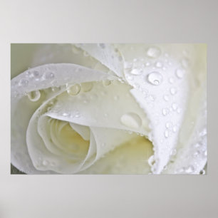 Pôster Crystal Rain