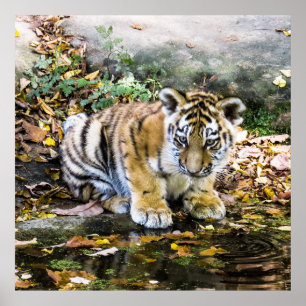 Poster Cubo Adorável de Tigre para Bebês